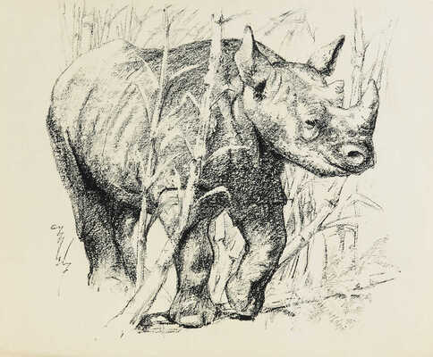 Шендеров Александр Семёнович. Носорог. Из серии «Ленинградский зоопарк»